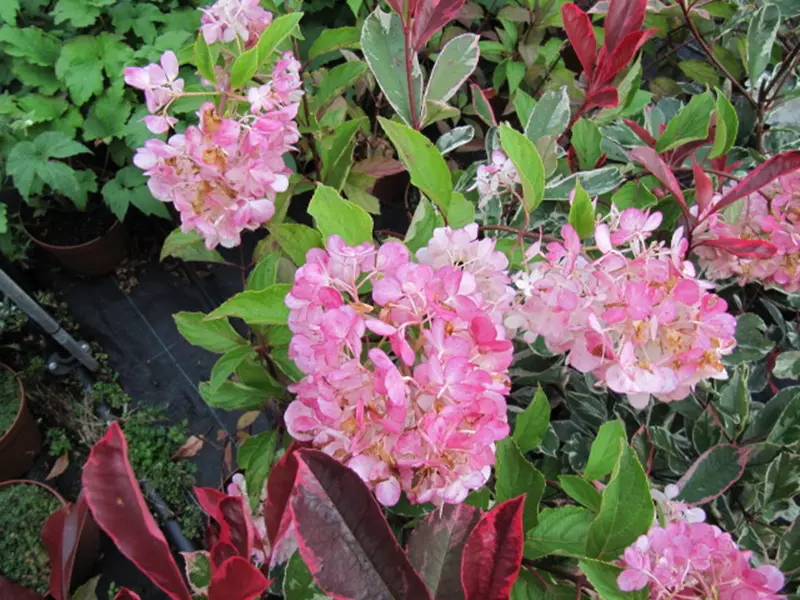 The Flowers of the Hydrangea paniculata 'Vanille Fraise'