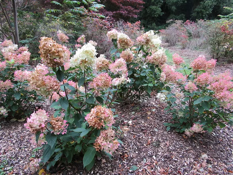 Hydrangea paniculata 'Vanille Fraise' plants in winter