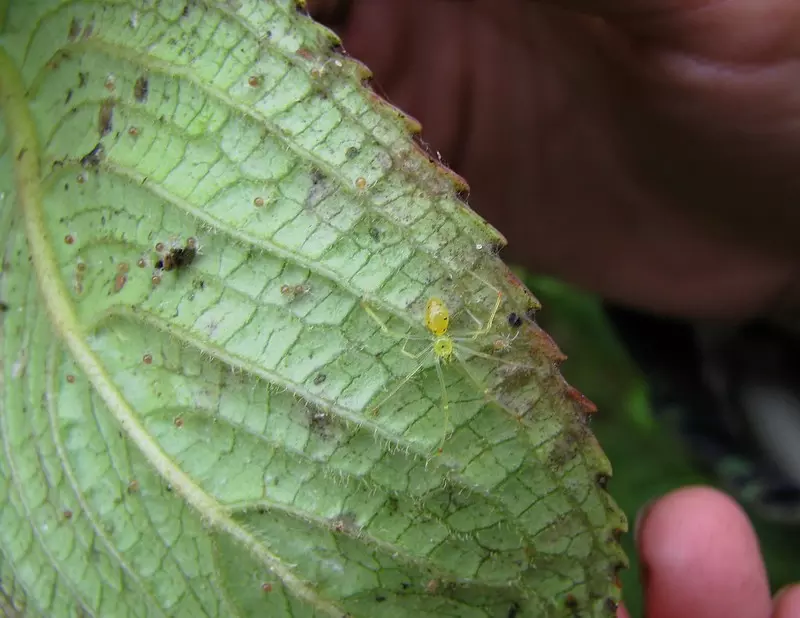 Pests on the underside of a hydrangea leaf