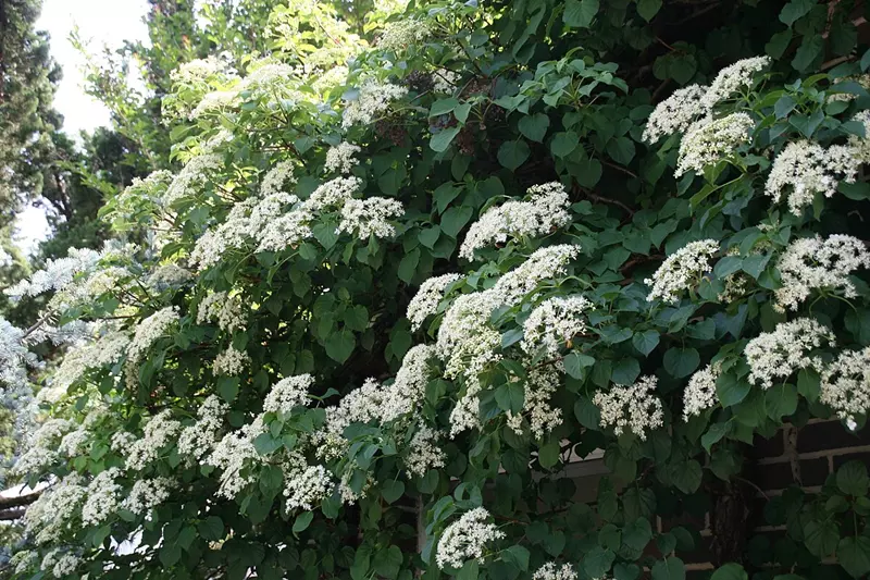 Hydrangea petiolaris flowers