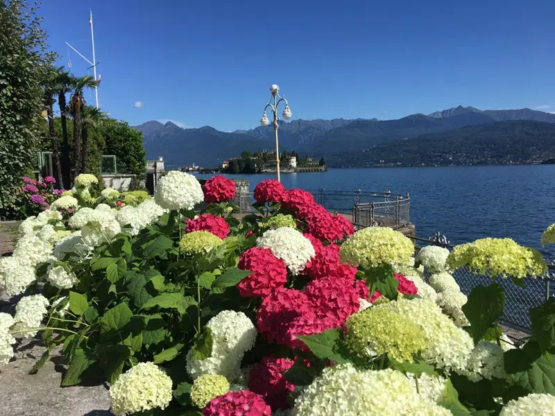 Hydrangea Planting and Care