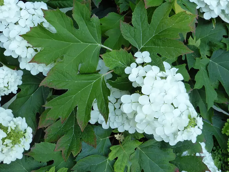 Hydrangea quercifolia - Oakleaf hydrangea