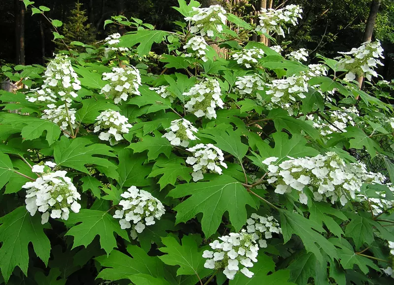 Hydrangea quercifolia