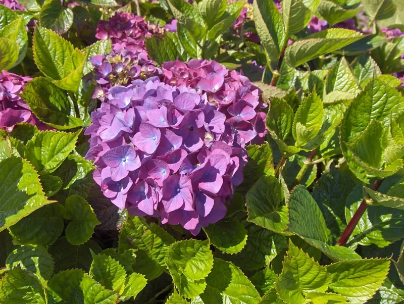 Hydrangea serrata - Mountain hydrangea