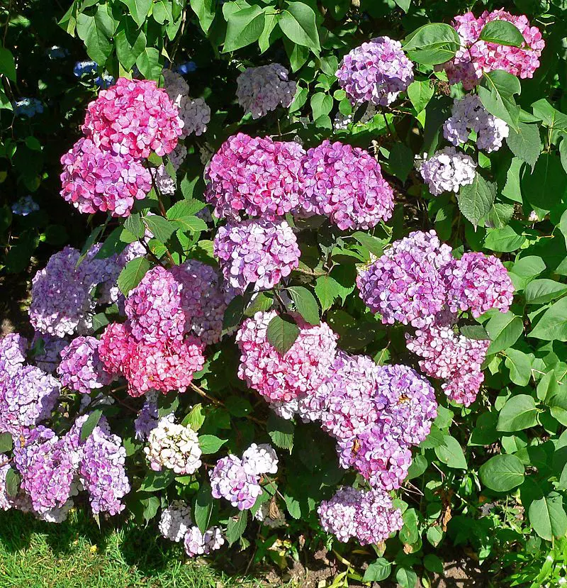 Hydrangea serrata with flowers