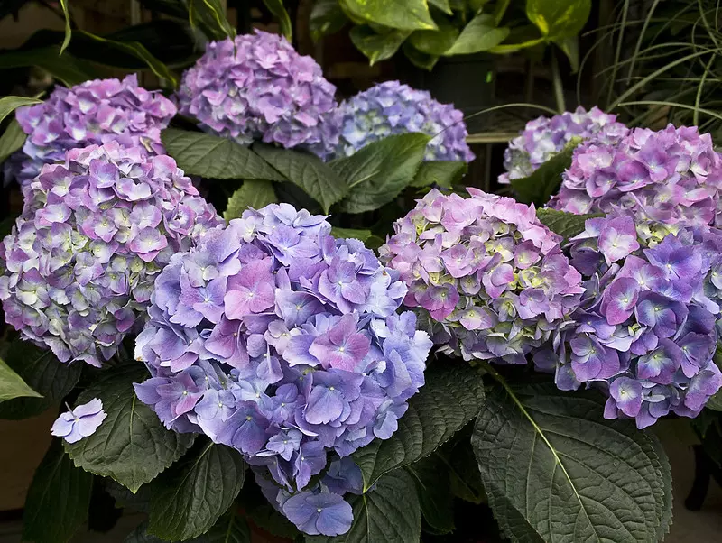 Purple Hydrangea macrophylla