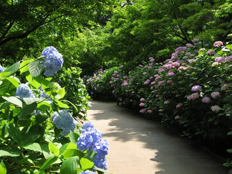 Hydrangeas in a City Park