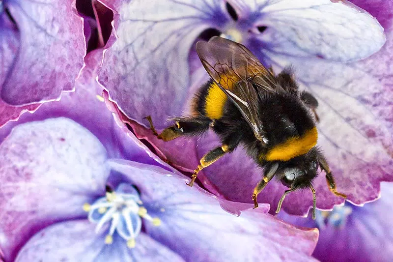 Hydrangea and a pollinator