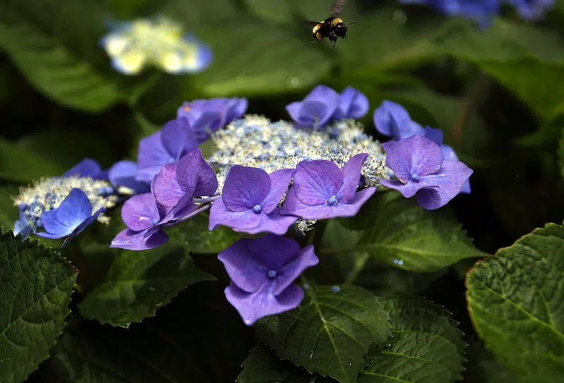 Bumblebee hovering above a hydrangea flower