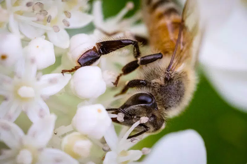 Honeybee on a white hydrangea flower