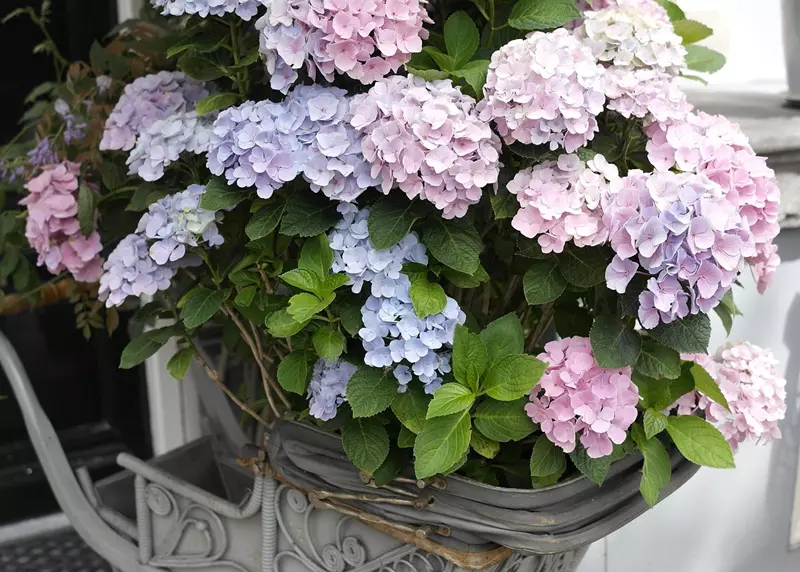 Hydrangea in pot