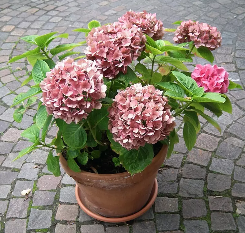 Hydrangea macrophylla in pot on the ground