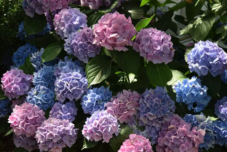 Nice mix of colors - Hydrangea macrophylla