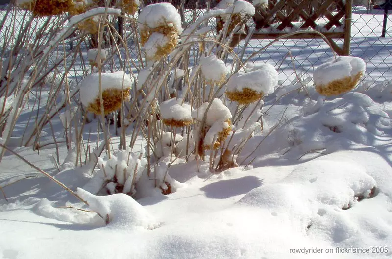 Hydrangeas in winter