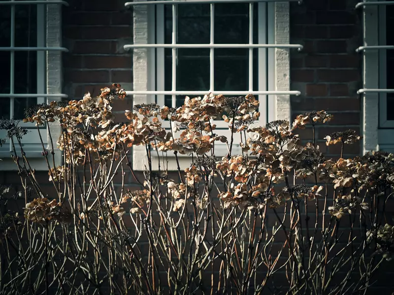 Dry hydrangea flower heads in winter