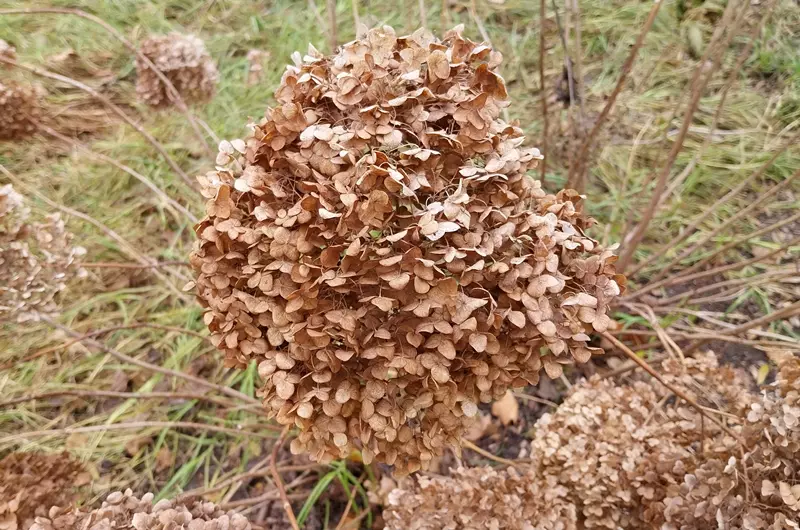 Dry hydrangea flower head in a park, in winter