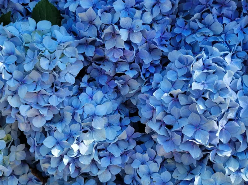 Blue Hydrangea