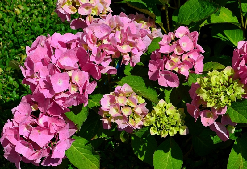 Beautiful and healthy pink hydrangea