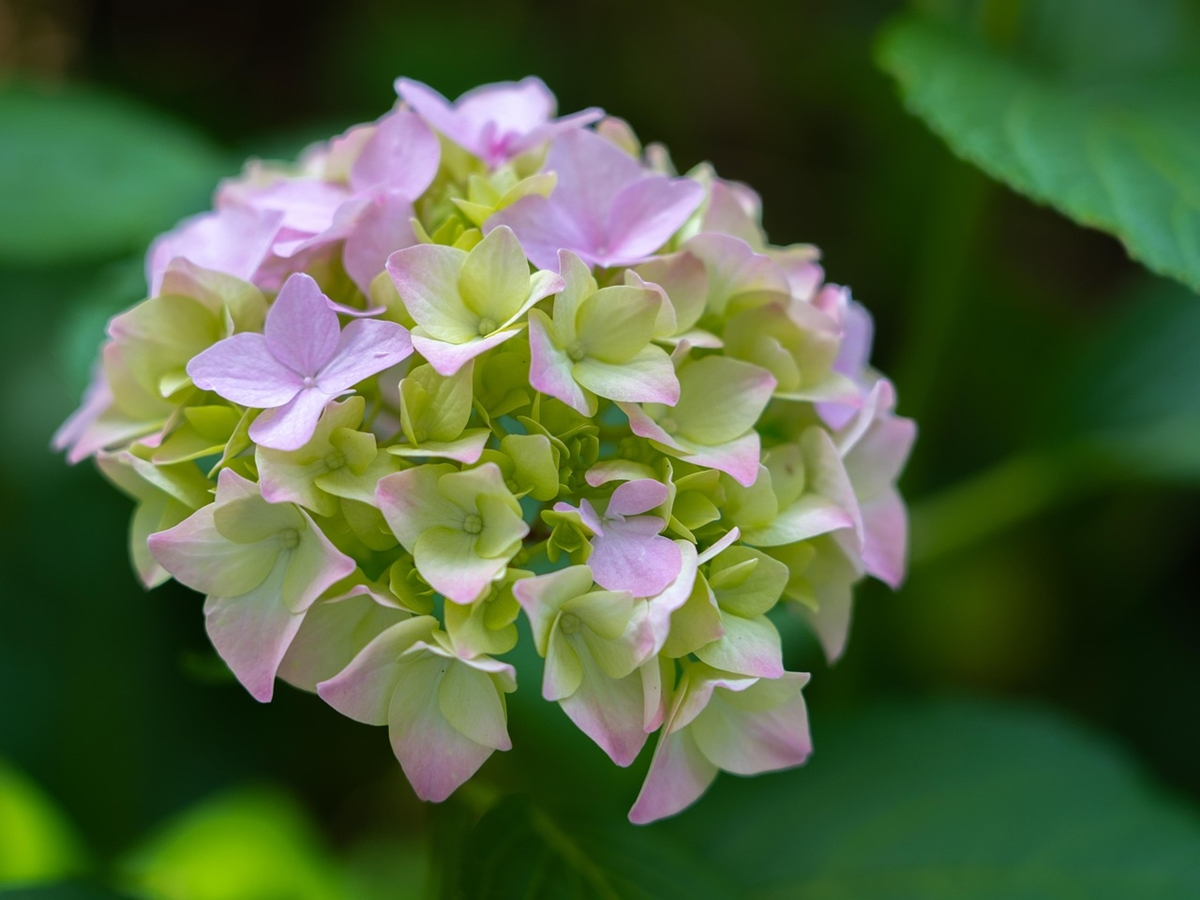 A Beautiful Hydrangea Plant in USA