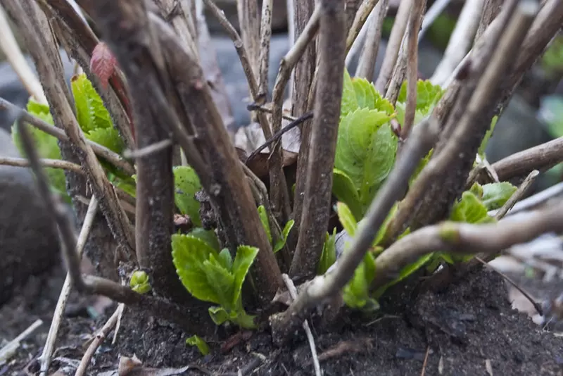 New Life-Hydrangea After Pruning