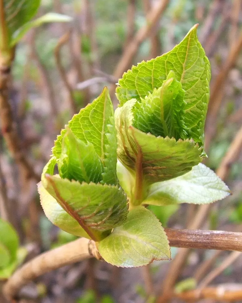 Hydrangea macrophilla bud