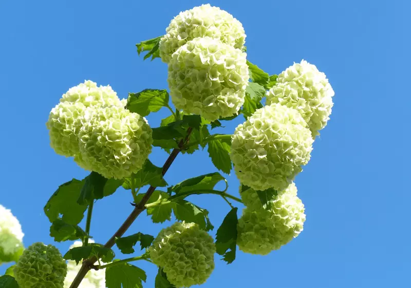 Sun-Tolerant hydrangeas