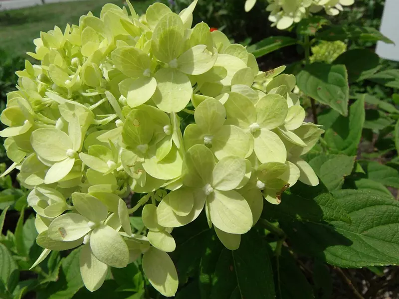 Purple Hydrangea macrophylla