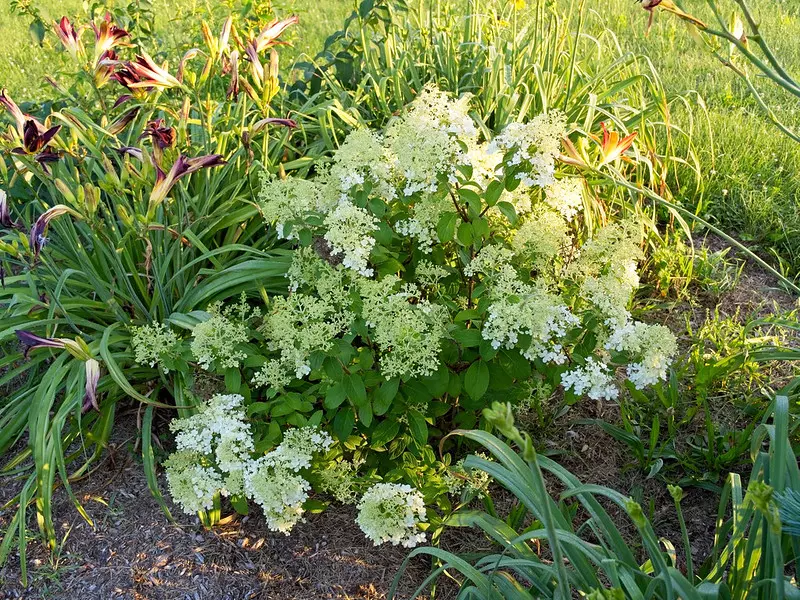 Hydrangea arborescens 'Bobo'