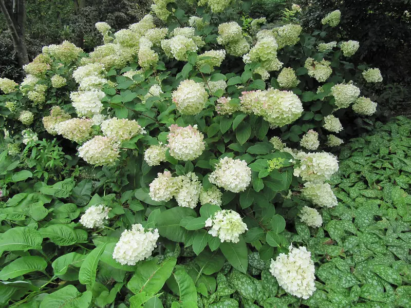 Hydrangea arborescens 'Silver Dollar'