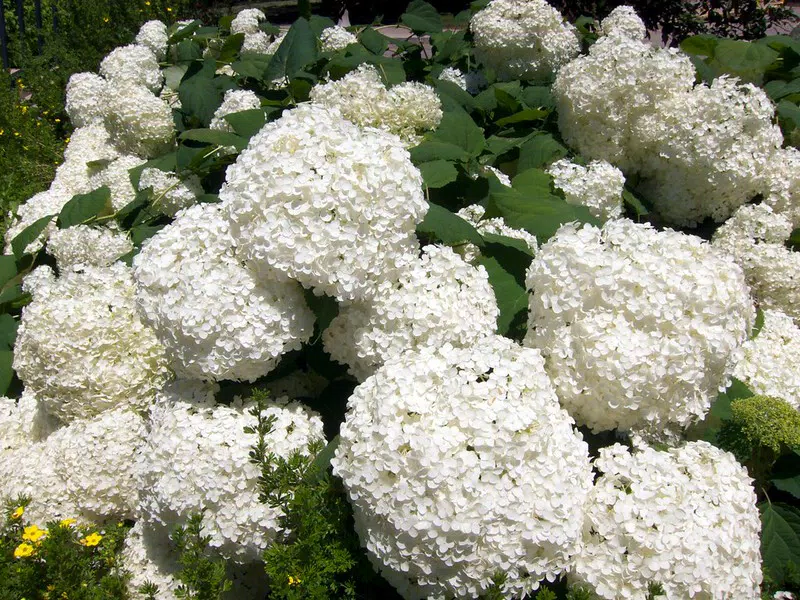 Annabelle hydrangea