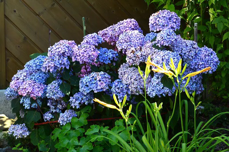 Hydrangea macrophylla 'Endless Summer'