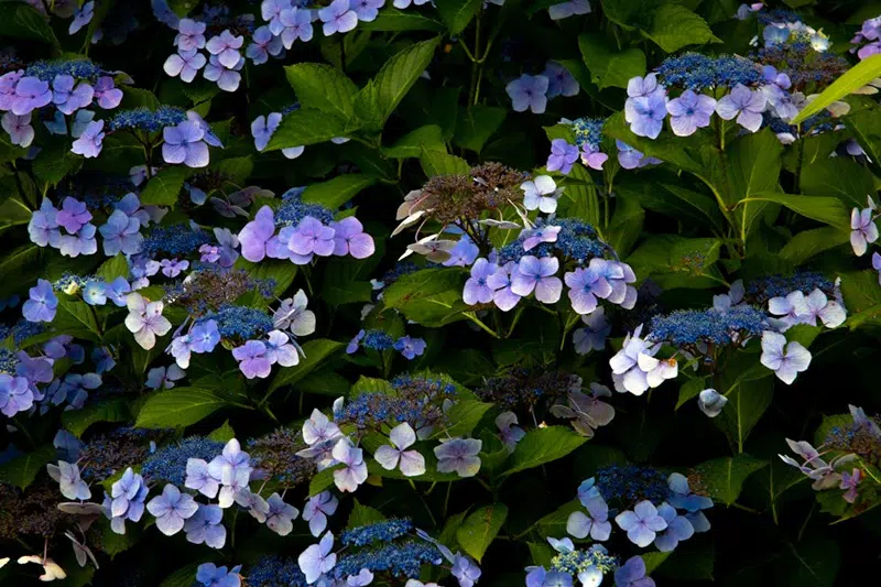 Hydrangea macrophylla 'Blue Wave'