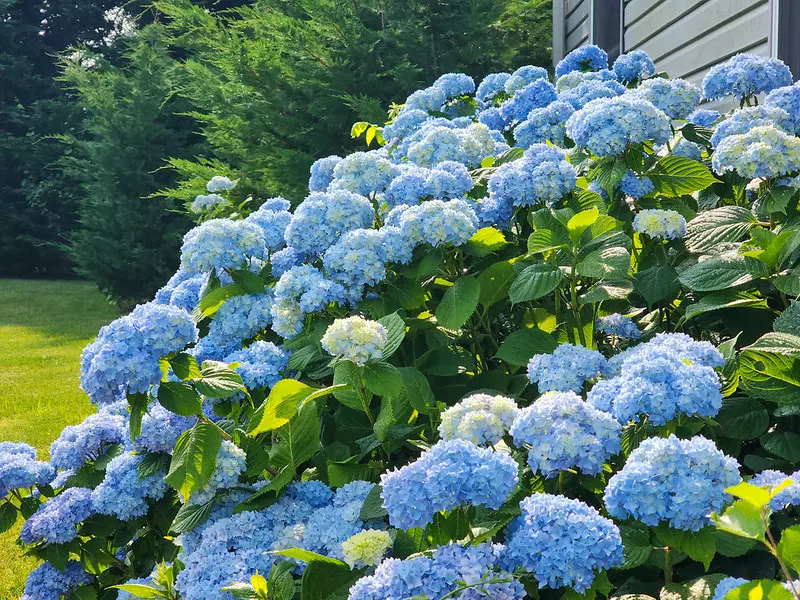 Hydrangeas In Bloom