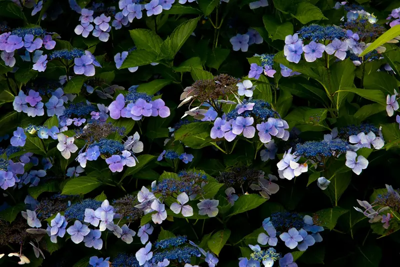 Hydrangea macrophylla 'Twist and Shout'