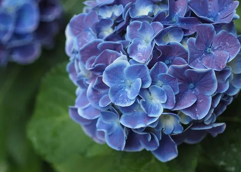 A beautiful hydrangea in New Zealand