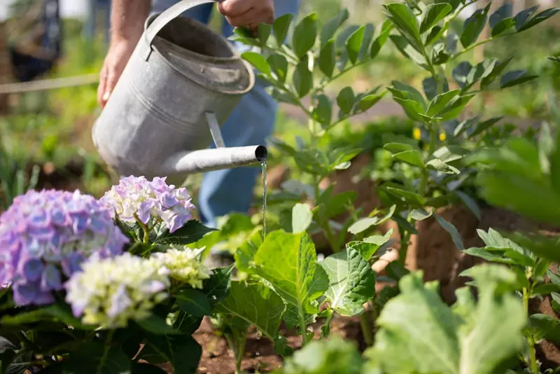 A Person is Watering the Hydrangeas