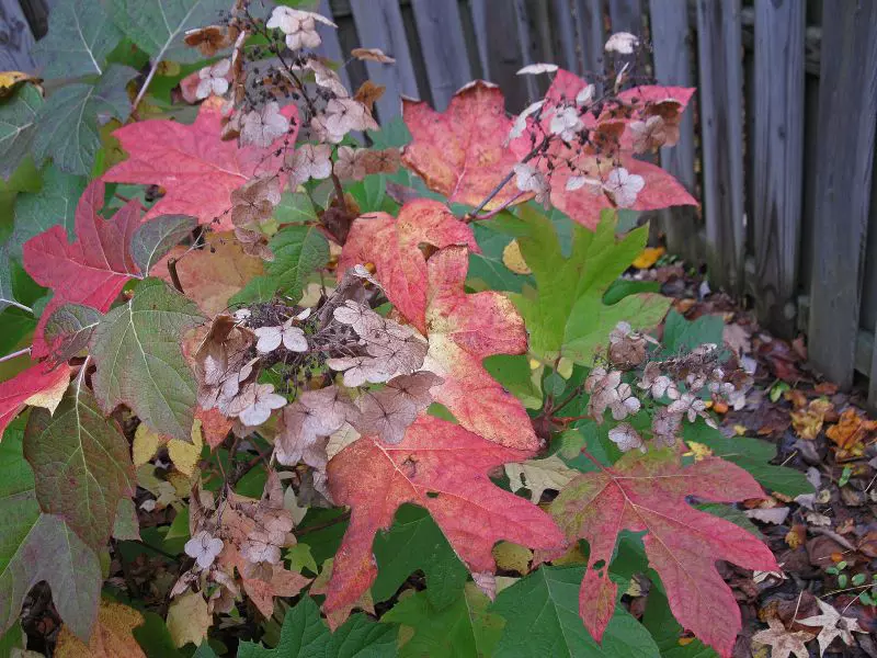 Hydrangea Leaves Turning Red