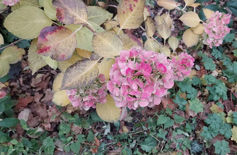 Hydrangea with red leaves